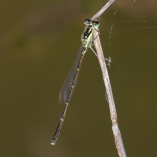 Ischnura posita (Fragile Forktail) male-3.jpg